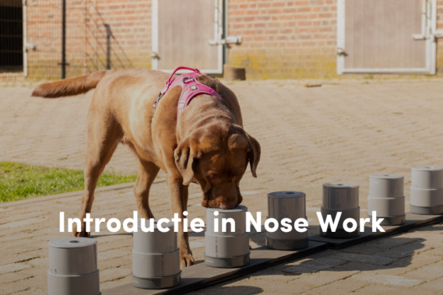 Online cursus Introductie in Nose Work voor honden op Soofos