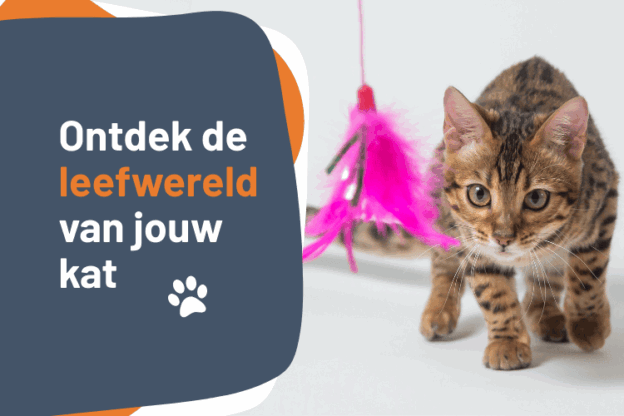 Afbeelding bij online cursus Ontdek de leefwereld van jouw kat op Soofos van Lien Six