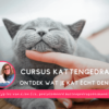 Cursus Kattengedrag: Ontdek wat je kat echt denkt