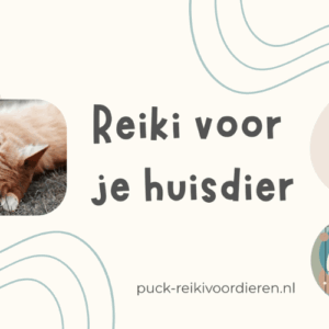 Afbeelding bij online cursus Reiki voor dieren