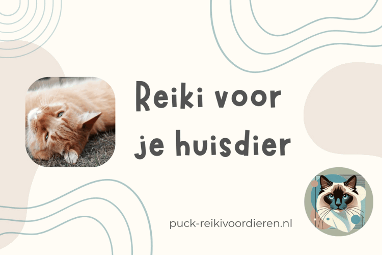 Afbeelding bij online cursus Reiki voor dieren
