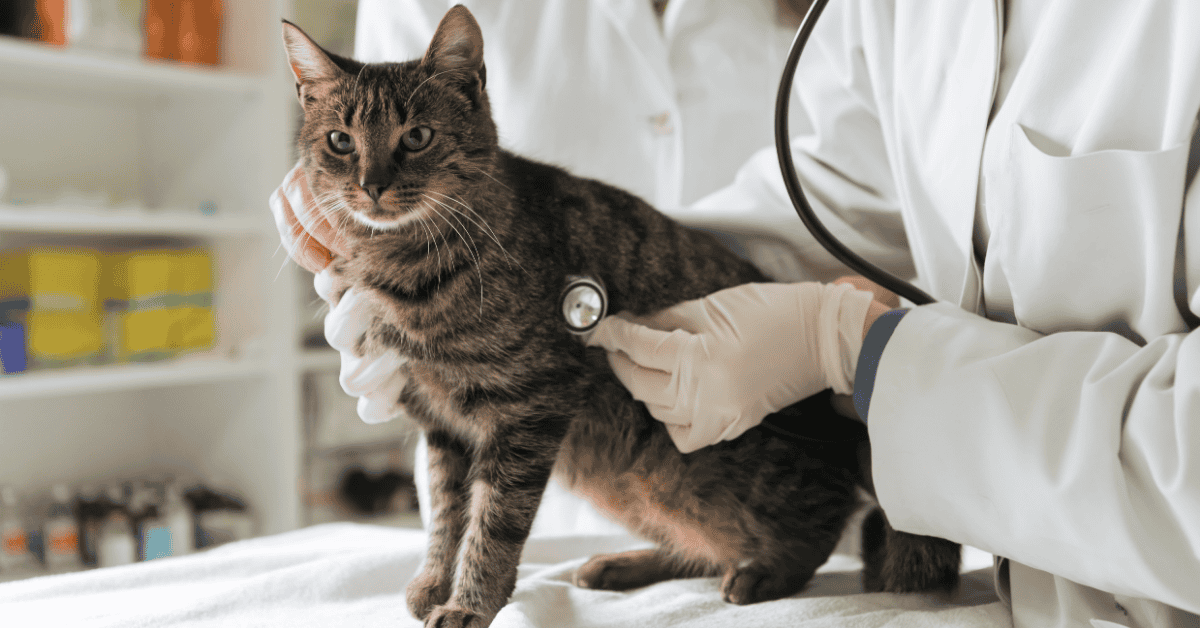 Stressvrij en voorbereid naar de dierenarts met jouw kat